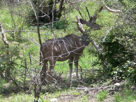 Un kudu